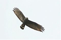 Zone-tailed Hawk